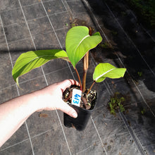 Load image into Gallery viewer, #413 Philodendron Geniculatum