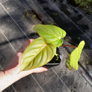 #75 Philodendron Pastazanum x Gloriosum