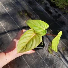 Load image into Gallery viewer, #75 Philodendron Pastazanum x Gloriosum