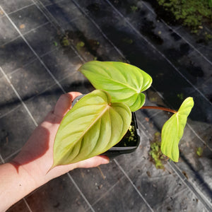 #75 Philodendron Pastazanum x Gloriosum