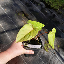 Load image into Gallery viewer, #75 Philodendron Pastazanum x Gloriosum