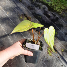 Load image into Gallery viewer, #75 Philodendron Pastazanum x Gloriosum