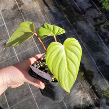 Load image into Gallery viewer, #75 Philodendron Pastazanum x Gloriosum