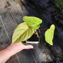 Load image into Gallery viewer, #75 Philodendron Pastazanum x Gloriosum