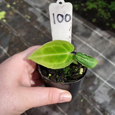 #100 Anthurium Unknown