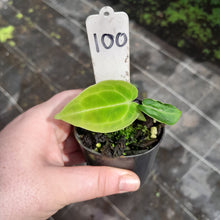 Load image into Gallery viewer, #100 Anthurium Unknown