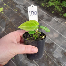 Load image into Gallery viewer, #100 Anthurium Unknown
