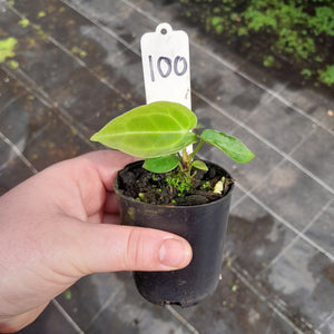 #100 Anthurium Unknown