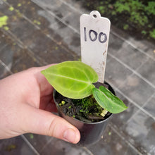 Load image into Gallery viewer, #100 Anthurium Unknown