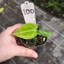Load image into Gallery viewer, #100 Anthurium Unknown