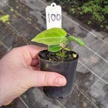 Load image into Gallery viewer, #100 Anthurium Unknown