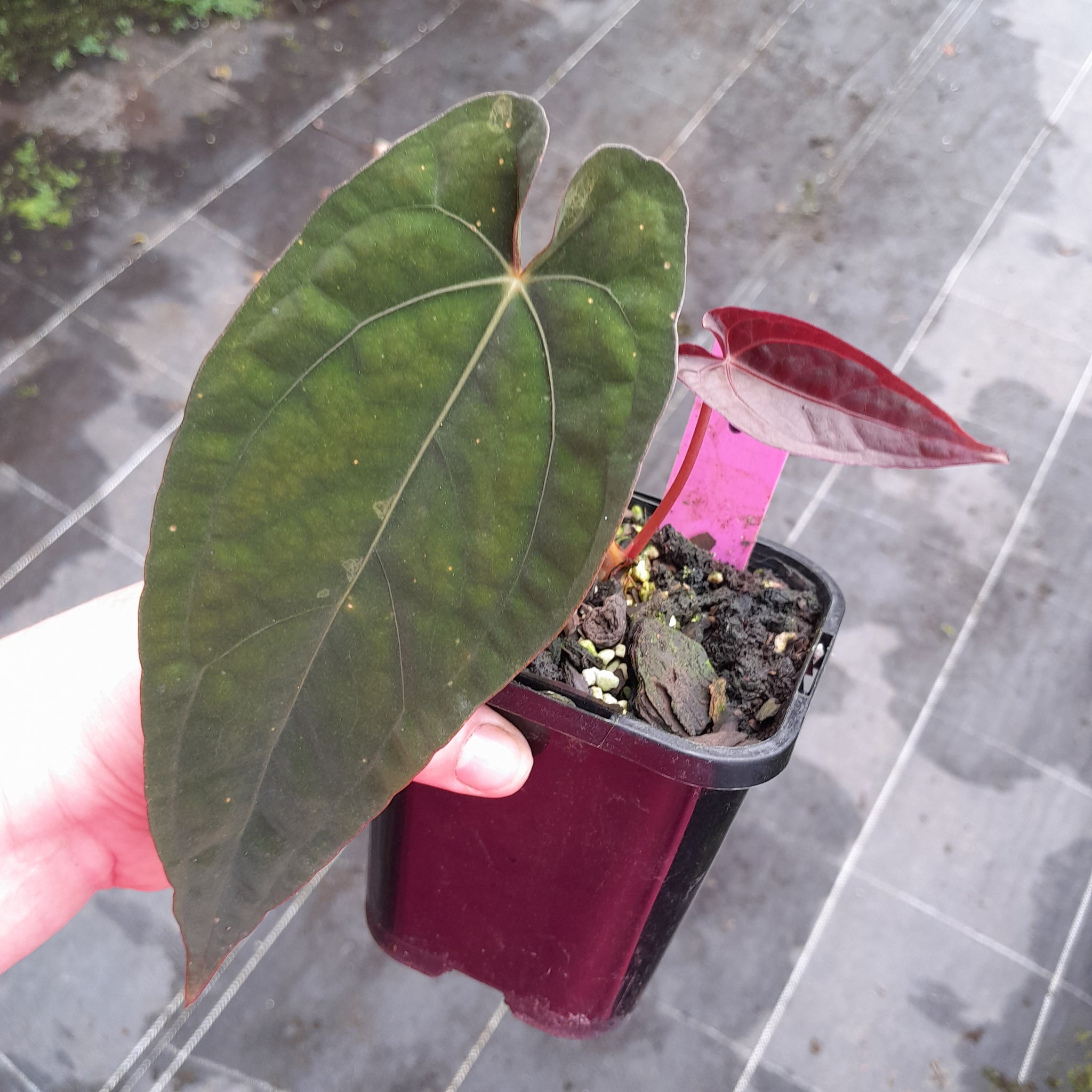 J8 Anthurium (Papillilaminum x Dressleri) x Warocqueanum – J & S