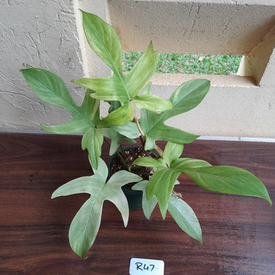 #R47 Philodendron Florida Ghost