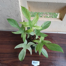 Load image into Gallery viewer, #R47 Philodendron Florida Ghost