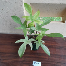 Load image into Gallery viewer, #R47 Philodendron Florida Ghost