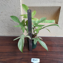 Load image into Gallery viewer, #R47 Philodendron Florida Ghost
