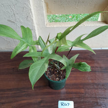 Load image into Gallery viewer, #R47 Philodendron Florida Ghost