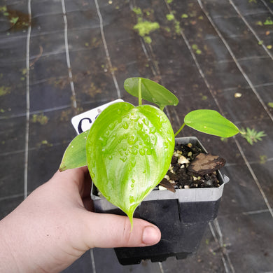 #G28 Philodendron Equatorial Flat Leaf