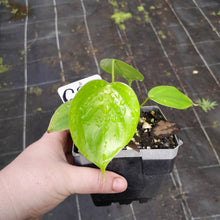 Load image into Gallery viewer, #G28 Philodendron Equatorial Flat Leaf