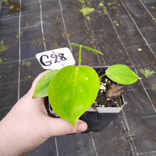 Load image into Gallery viewer, #G28 Philodendron Equatorial Flat Leaf