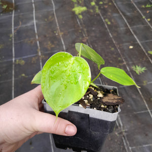 #G28 Philodendron Equatorial Flat Leaf