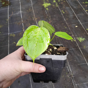 #G28 Philodendron Equatorial Flat Leaf