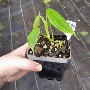 #G28 Philodendron Equatorial Flat Leaf