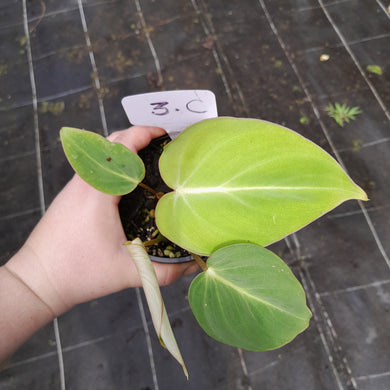 #3c Philodendron Gloriosum