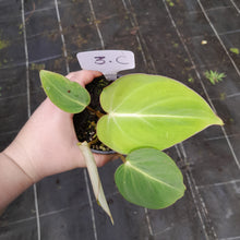 Load image into Gallery viewer, #3c Philodendron Gloriosum