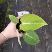 Load image into Gallery viewer, #3c Philodendron Gloriosum