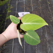 Load image into Gallery viewer, #3c Philodendron Gloriosum