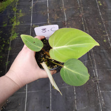 Load image into Gallery viewer, #3c Philodendron Gloriosum