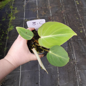 #3c Philodendron Gloriosum