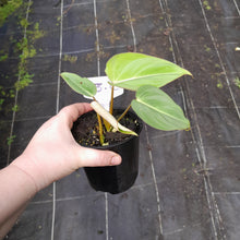 Load image into Gallery viewer, #3c Philodendron Gloriosum