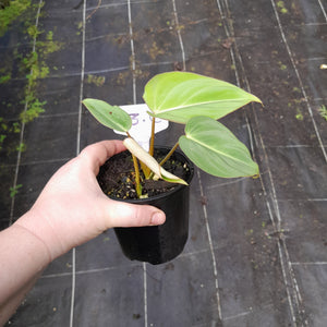 #3c Philodendron Gloriosum