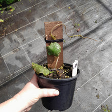 Load image into Gallery viewer, #10 Hoya Imbricata