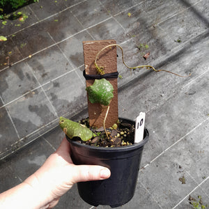 #10 Hoya Imbricata