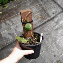 Load image into Gallery viewer, #10 Hoya Imbricata