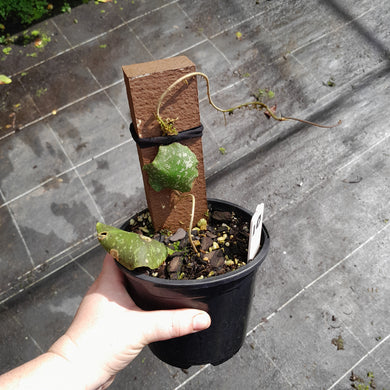 #10 Hoya Imbricata