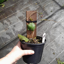 Load image into Gallery viewer, #10 Hoya Imbricata