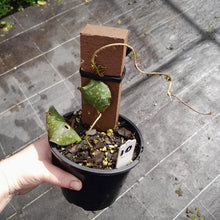 Load image into Gallery viewer, #10 Hoya Imbricata