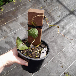 #10 Hoya Imbricata