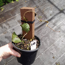 Load image into Gallery viewer, #10 Hoya Imbricata