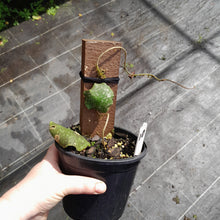 Load image into Gallery viewer, #10 Hoya Imbricata