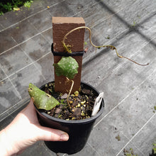 Load image into Gallery viewer, #10 Hoya Imbricata