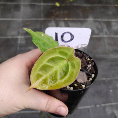 #10 Anthurium Forgetii x