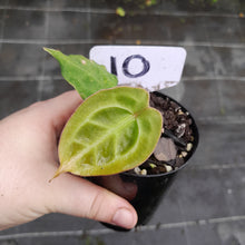 Load image into Gallery viewer, #10 Anthurium Forgetii x