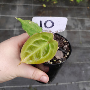#10 Anthurium Forgetii x