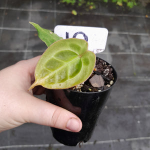 #10 Anthurium Forgetii x