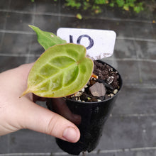 Load image into Gallery viewer, #10 Anthurium Forgetii x